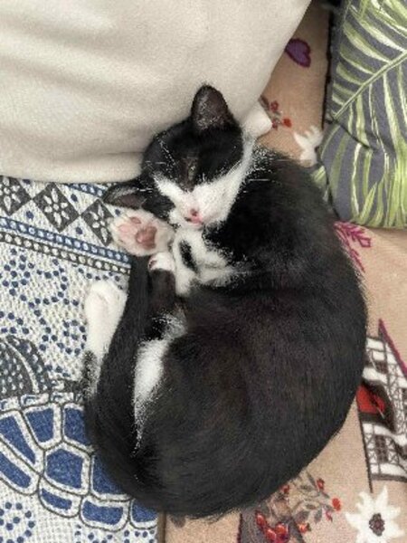 Adopter Maki