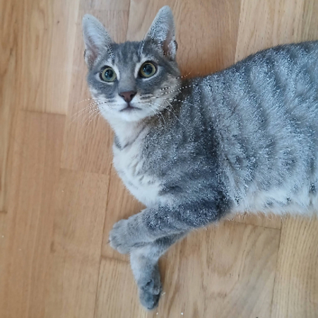 Adopter Malo