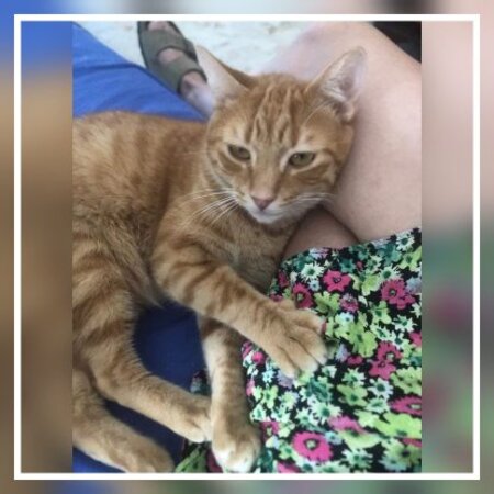Adopter Mango