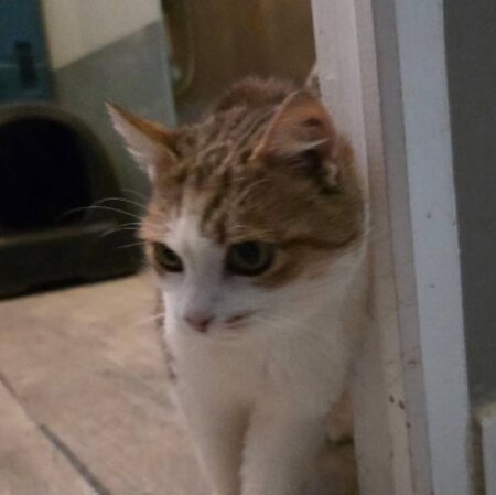 Adopter Mappy
