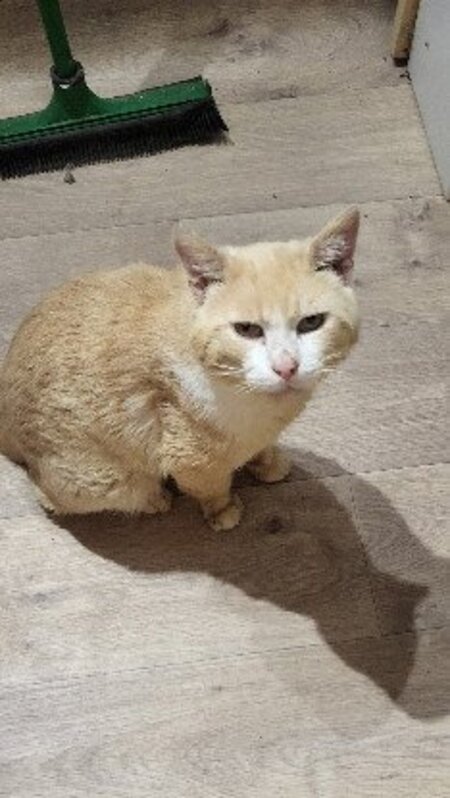 Adopter Mario