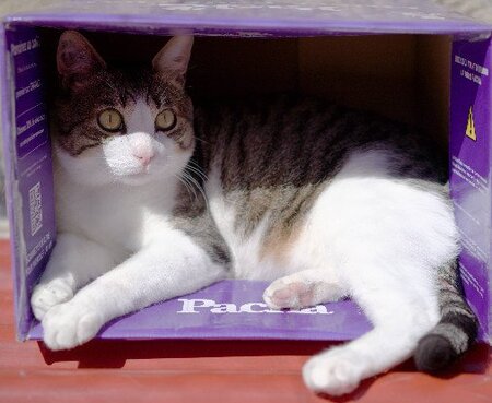 Adopter Marius