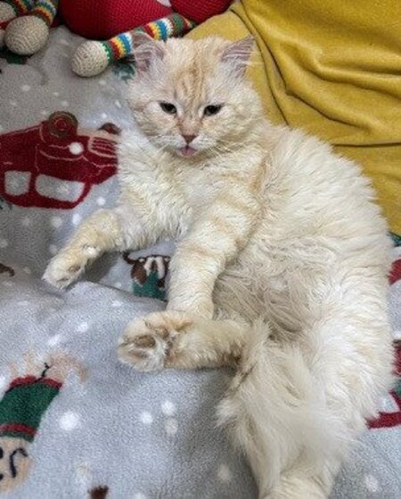 Adopter Marshmallow