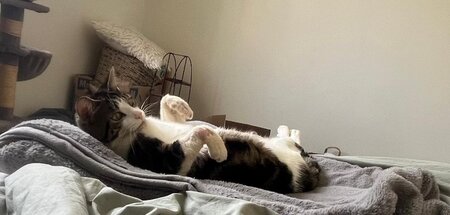 Adopter Maurice