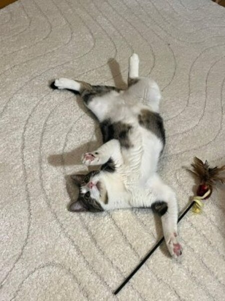 Adopter Maurice