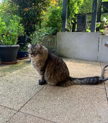 Adopter Maxou