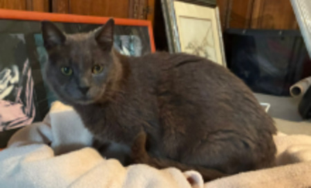 Adopter Maxwell
