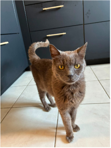 Adopter Maxwell