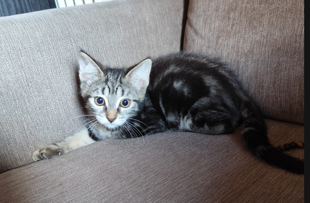 Adopter Maya