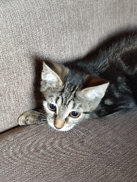 Adopter Maya