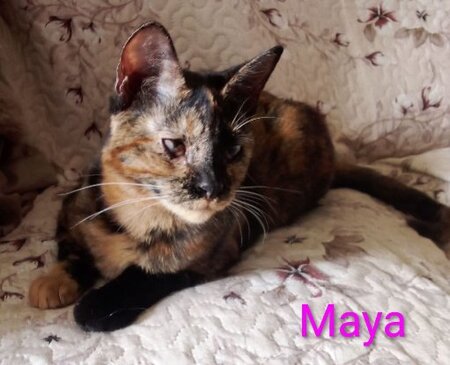 Adopter Maya / salomé