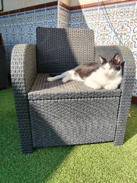 Adopter Medi
