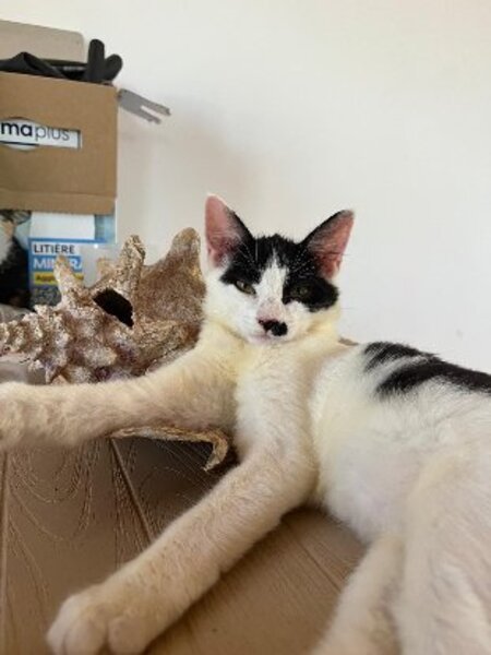Adopter Méli