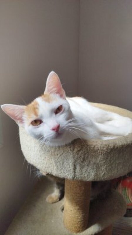 Adopter Melly