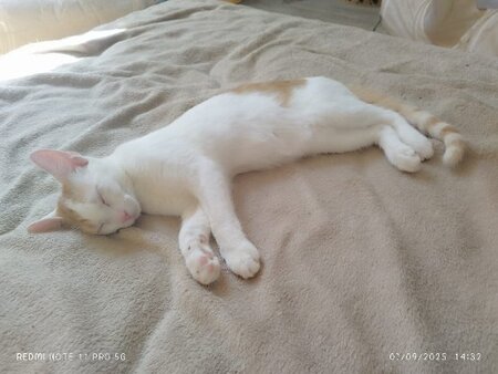 Adopter Melly