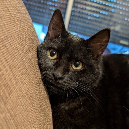 Adopter Mélodie