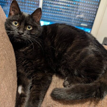 Adopter Mélodie