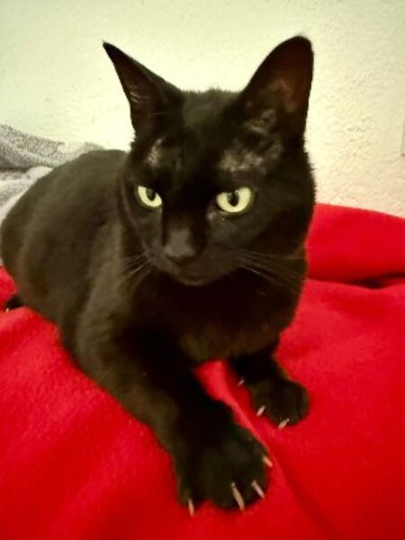 Adopter Merry