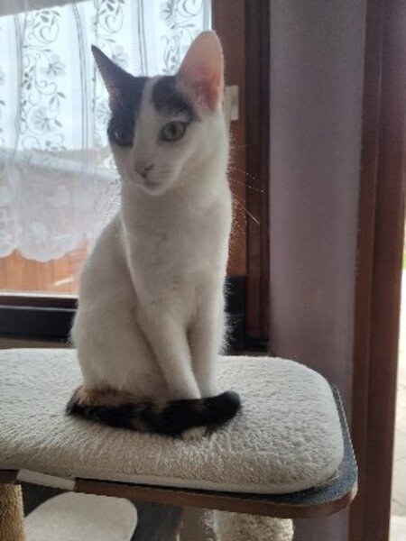 Adopter Mia