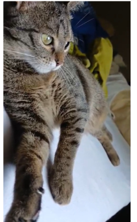 Adopter Mia