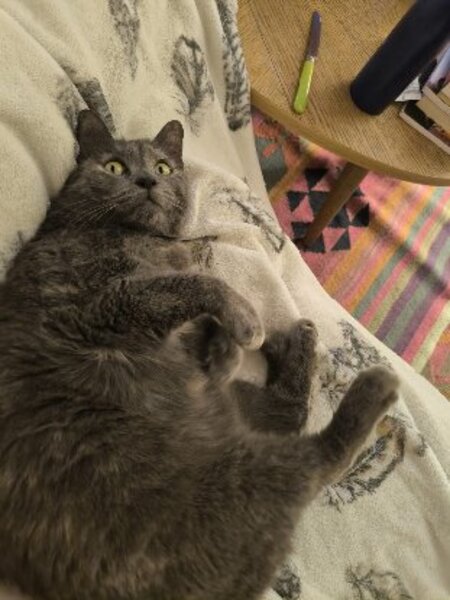 Adopter Michat