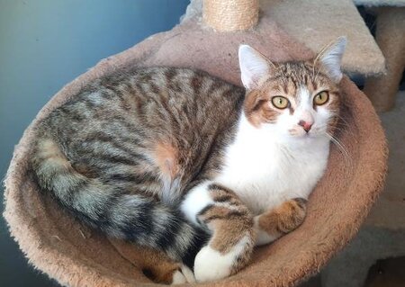 Adopter Mickey