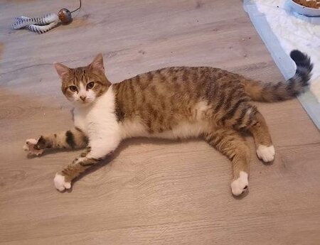 Adopter Mickey