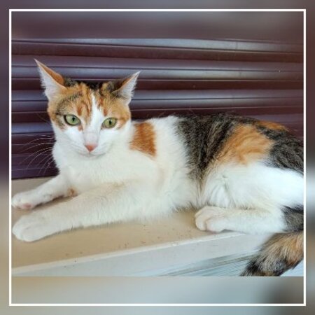 Adopter Miel
