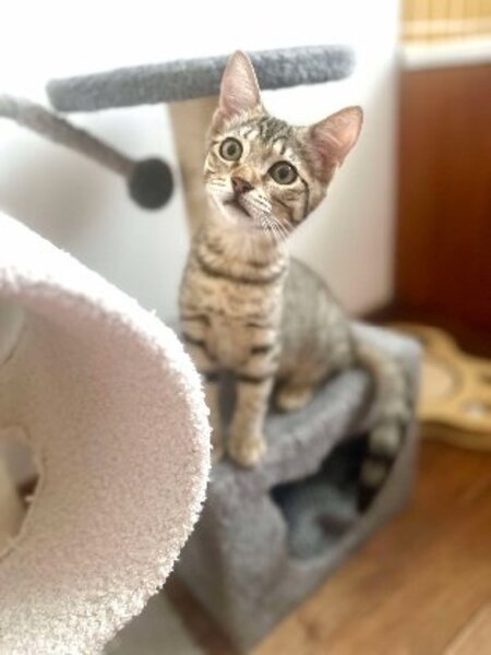 Adopter Mika