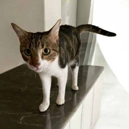 Adopter Mike