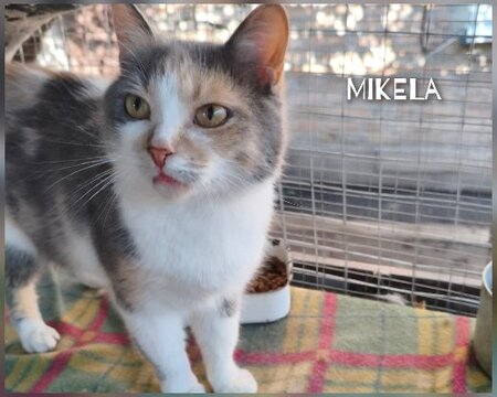 Adopter Mikela, chat a adopter!