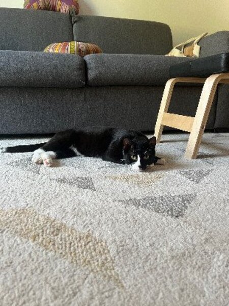 Adopter Miky