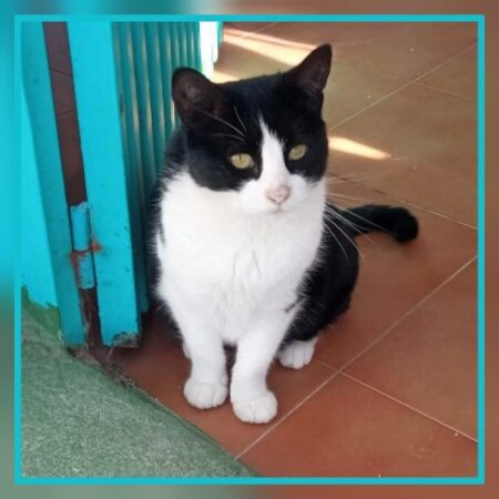 Adopter Milka