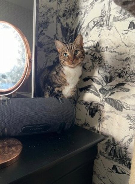 Adopter Millie