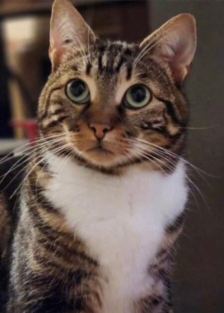 Adopter Millie