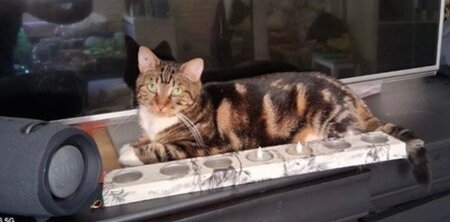 Adopter Millie