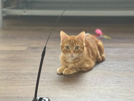 Adopter Milo