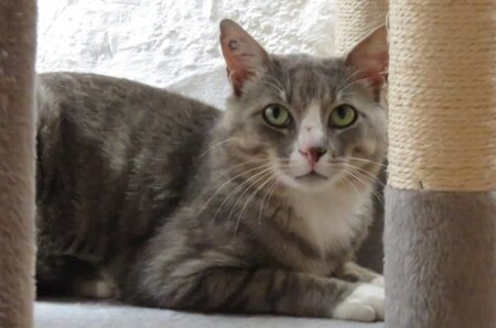 Adopter Milo