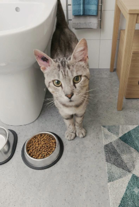 Adopter Milou