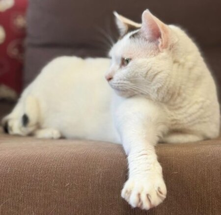 Adopter Mimi