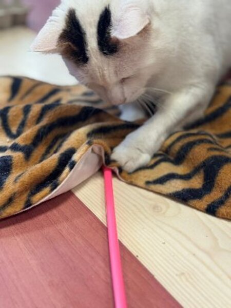 Adopter Mimi
