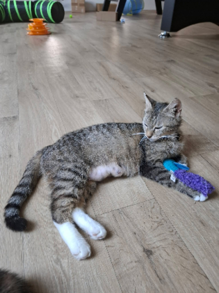 Adopter Mimi