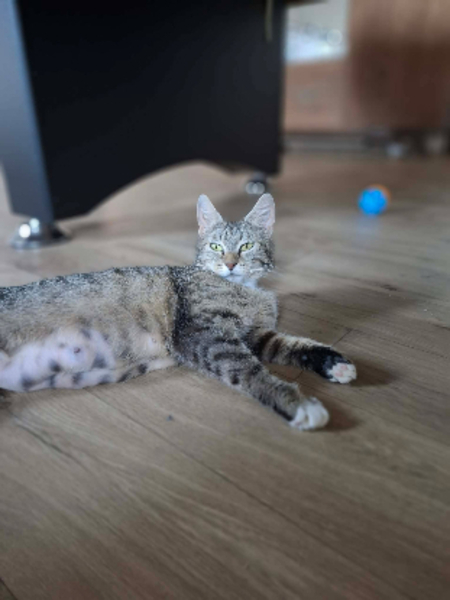 Adopter Mimi