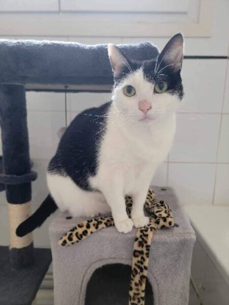 Adopter Mina