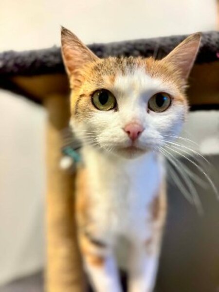 Adopter Minette