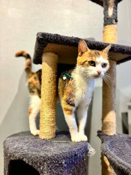 Adopter Minette