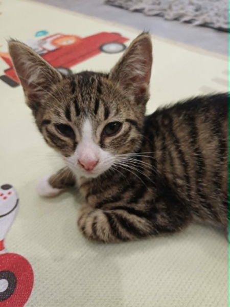 Adopter Mistigri