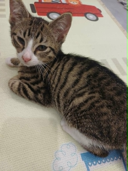 Adopter Mistigri