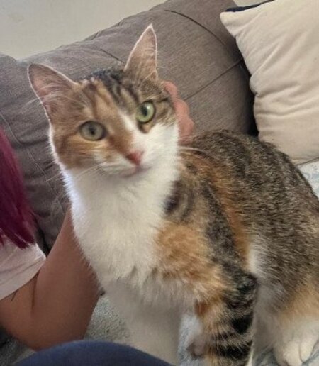 Adopter Mittens