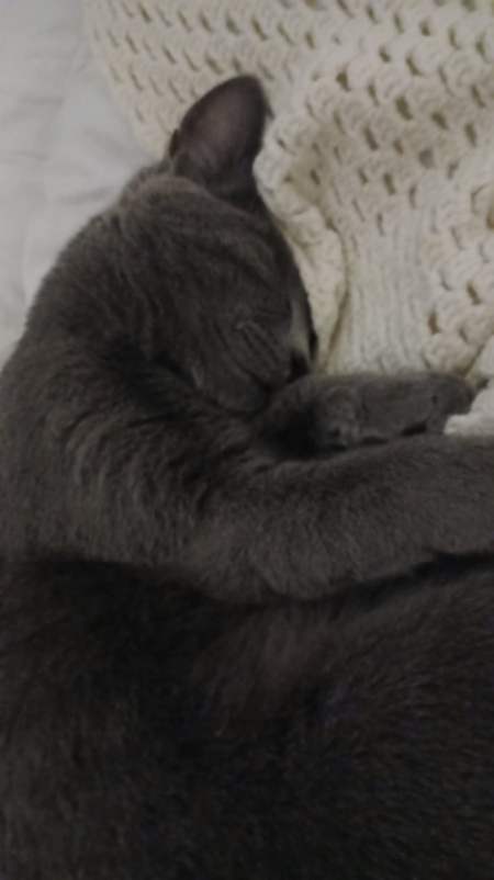 Adopter Mochi